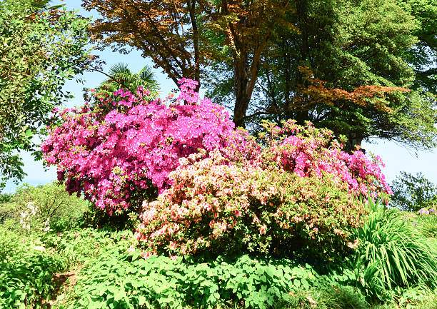 istock Flowers in the garden 477074738