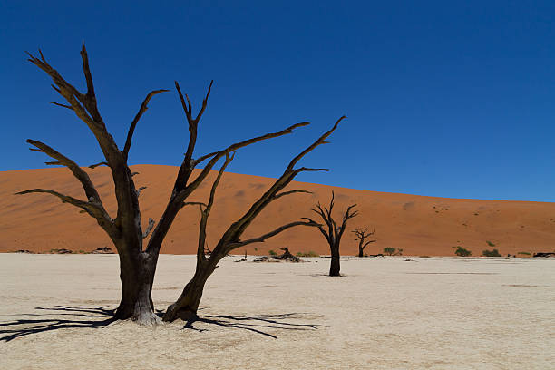 dead vlei - landscape panoramic kalahari desert namibia imagens e fotografias de stock