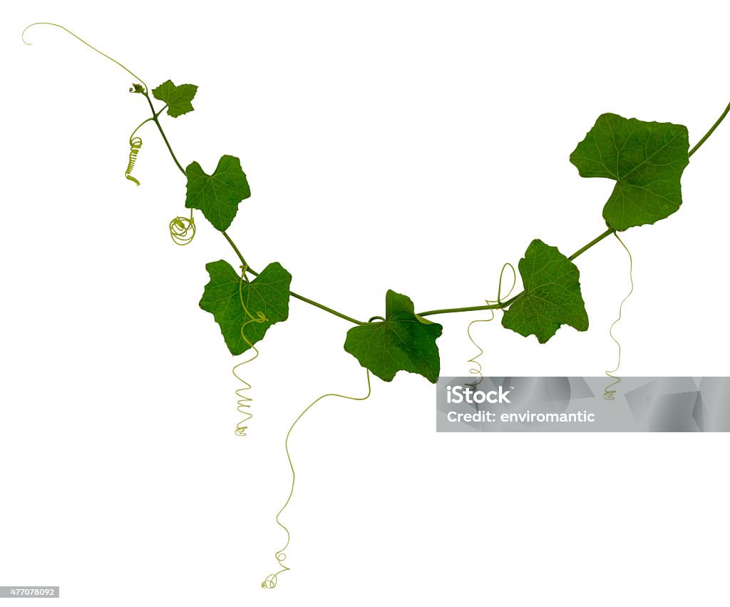 Climbing plant isolated on white. A creeper plant isolated on white, clipping path included. 2015 Stock Photo