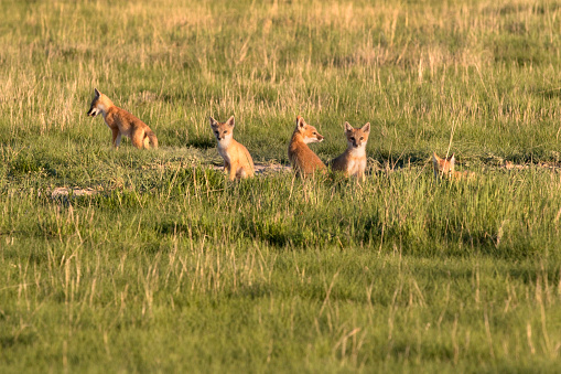 At sunset with warm, evening light shining, a pack of five wild swift fox pups play, jump, wrestle, catch flying insects from mid-air and run by their den in the tall, green grass in the Pawnee National Grasslands on the north-eastern plains of Colorado. 