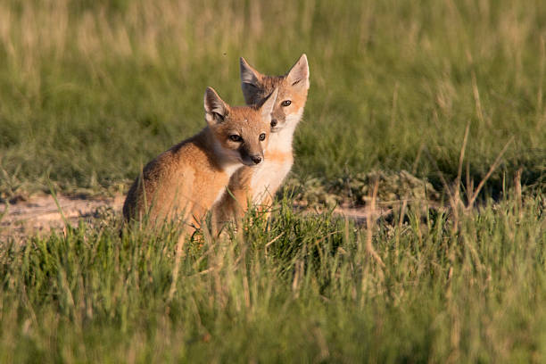 Swift fox pups play Pawnee National Grasslands Colorado