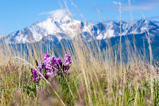 Pikes Peak shown behind wildflowers on Bald Mountain in the Pike National Forest on a beautiful summer morning.
