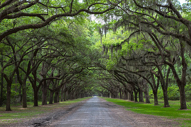istock Live Oak Trees In Georgia, USA 477078358