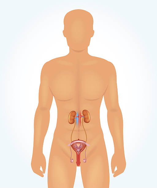 мужской репродуктивной системы. векторные реалистичные иллюстрация - головка пениса иллюстрации stock illustrations