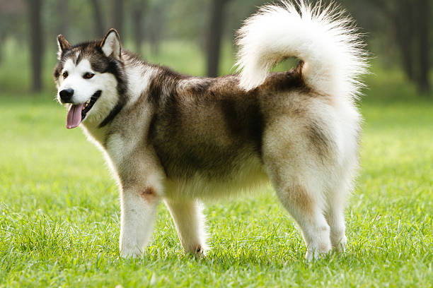 アラスカマラミュート犬 - アラスカン・マラミュートのストックフォト
