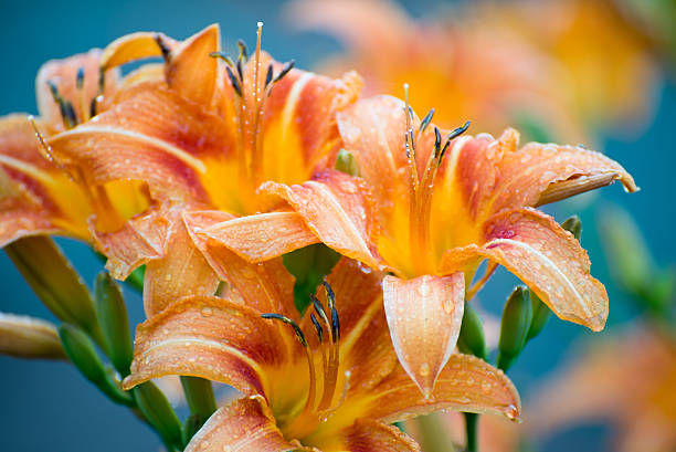 istock Beautiful orange lily close-up 477080209