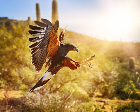 Great Hornbill flying in nature
