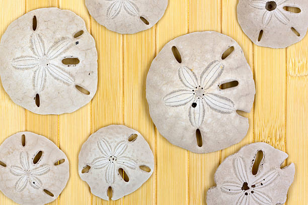 istock Several old sand dollars on wood background 477081107