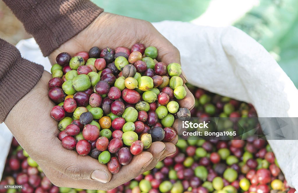 コーヒーのお皿の上のベリー agriculturist 手 - アジア大陸のロイヤリティフリーストックフォト