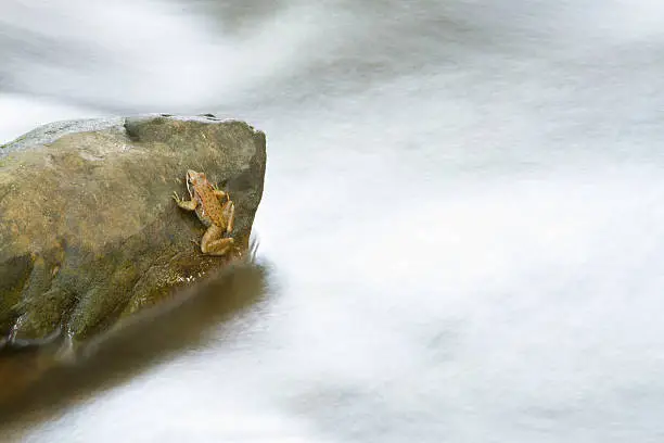 Frog rests on rock inside an river with moving waters.