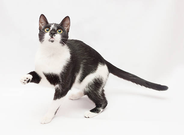 istock Black and white cat frightened stretches foot 477082875