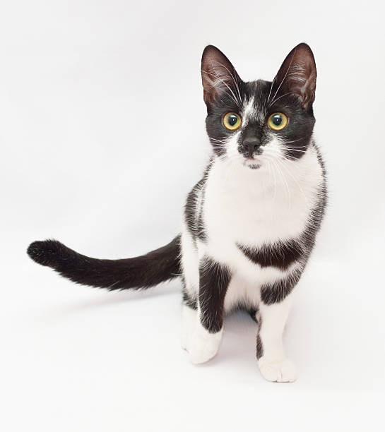 istock Black and white cat standing looking into the distance 477082913