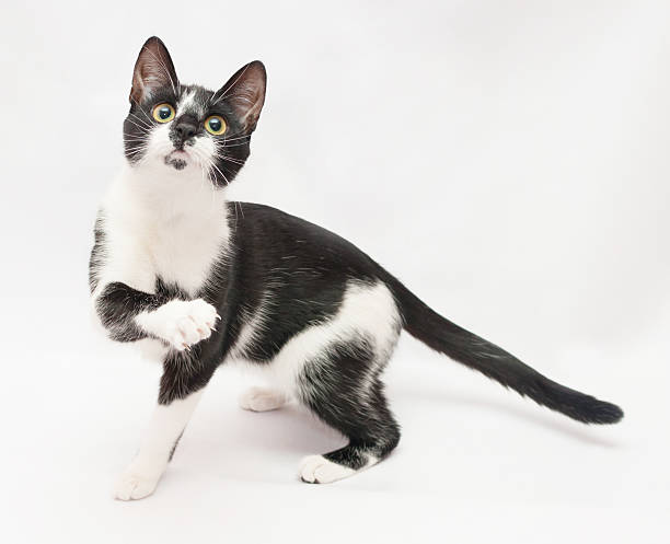 istock Black and white cat paw frightened flaps 477083081