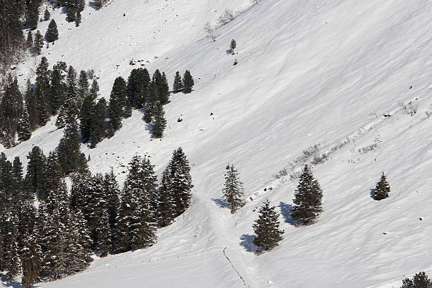 istock Timberline in the Austrian Alps 477083179