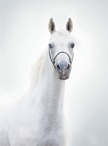 White horse rearing up against summer mountain and field background on a sunny day, Arabian stallion, Pennsylvania, PA, USA.