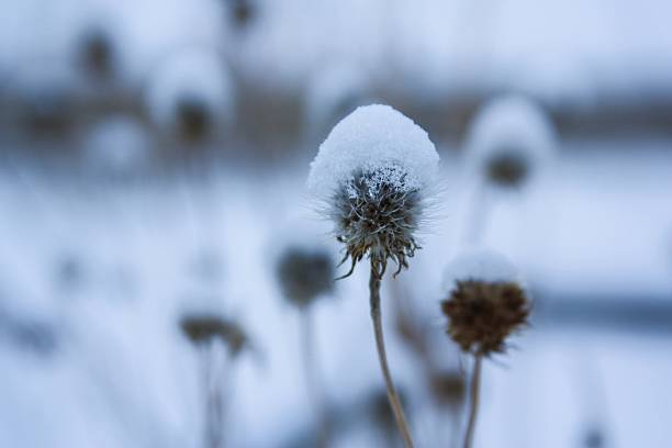 istock The Flower's Snow Hat 477083991