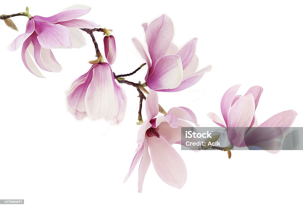 Pink magnolia flowers on white background Beautiful pink spring magnolia flowers on a tree branch Flower Stock Photo