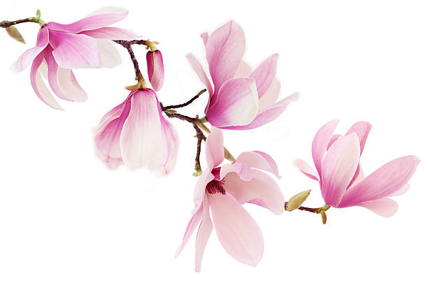 Pink magnolia flowers on white background Beautiful pink spring magnolia flowers on a tree branch blossom stock pictures, royalty-free photos & images