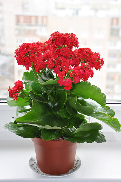 istock Flowering houseplant on a windowsill 477085037