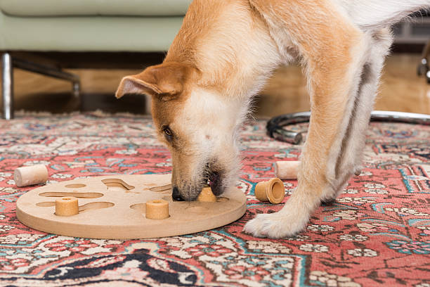 istock brown dog stands at dog puzzle 477085700