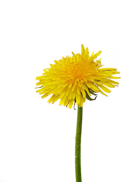 istock Yellow dandelion isolated on a white background 477087193