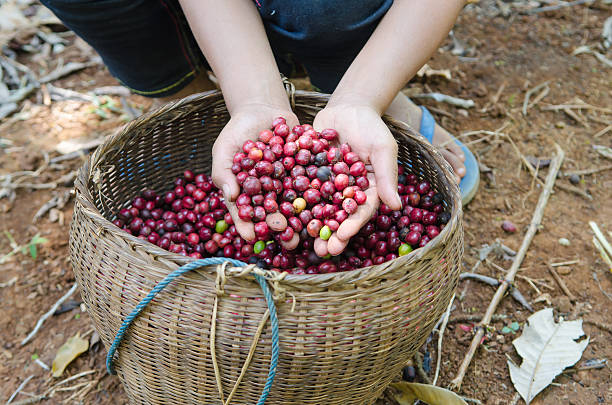 istock fresh coffee berries in hands 477087495
