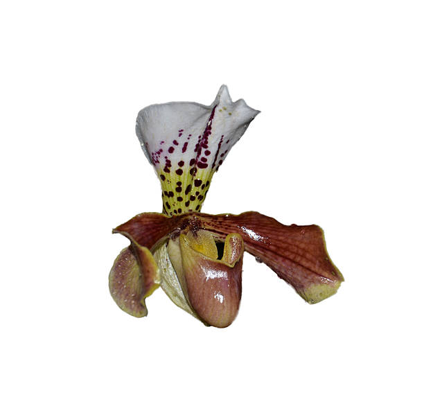 istock Paphiopedilum insigne on white 477087575