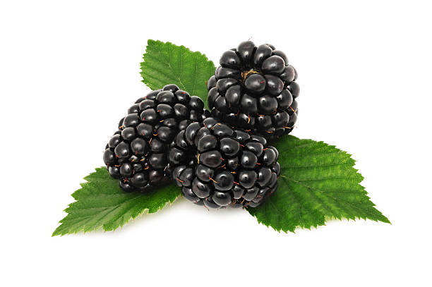 istock Ripe blackberry with green leaves (isolated) 477087816