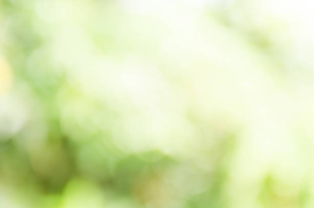 istock Beautiful bokeh green background from the nature 477088610