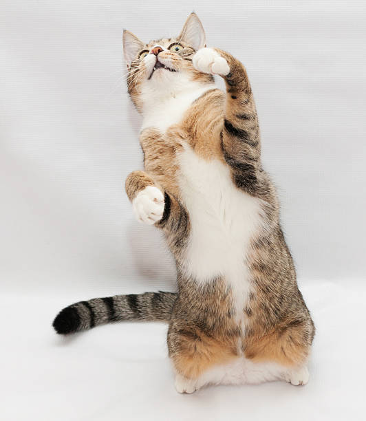 istock Striped cat playing, standing on its hind legs 477089791