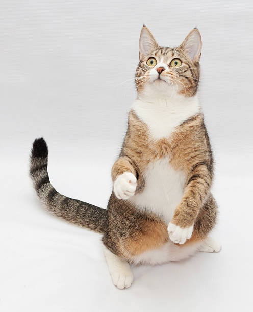 istock Striped cat sitting, stretching his paw 477089969