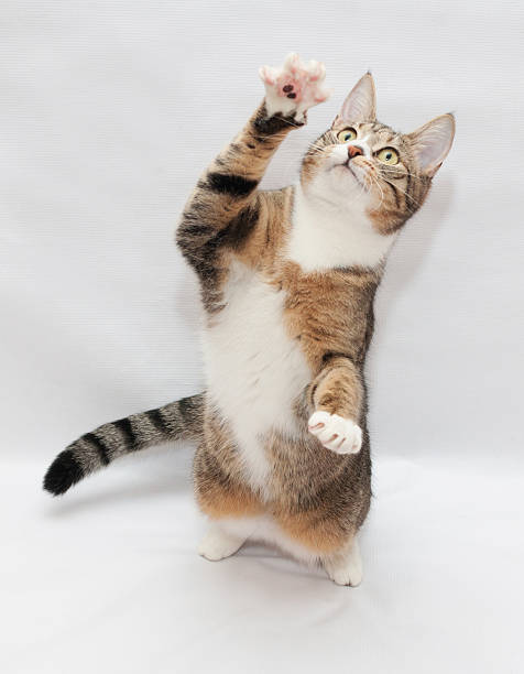 istock Striped cat sitting on its hind legs 477090049