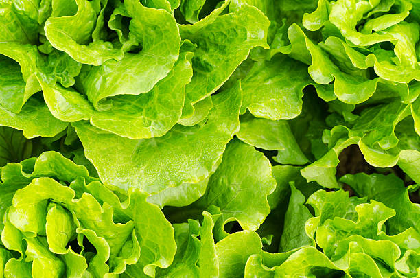 istock lettuce growing in the soil 477090275