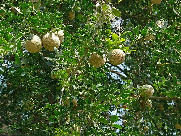 Tree of Feronia elephantum, Wood Apple, Elephant Apple, Monkey Fruit, Curd Fruit