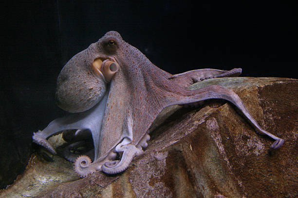 mentire su un isolato di polpo pietra - red octopus foto e immagini stock