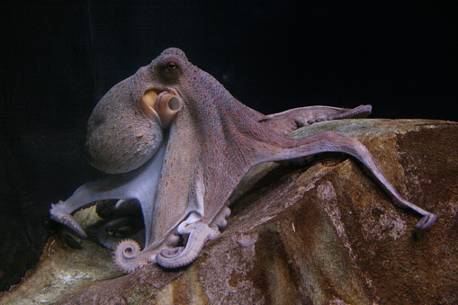 isolated octopus lying on a stone with dark background