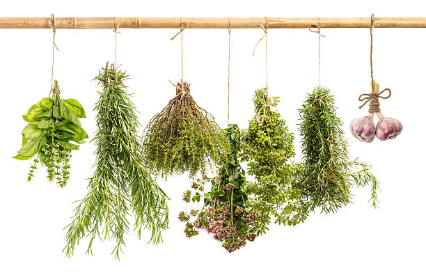 istock hanging bunches of fresh spicy herbs isolated on white 477091227