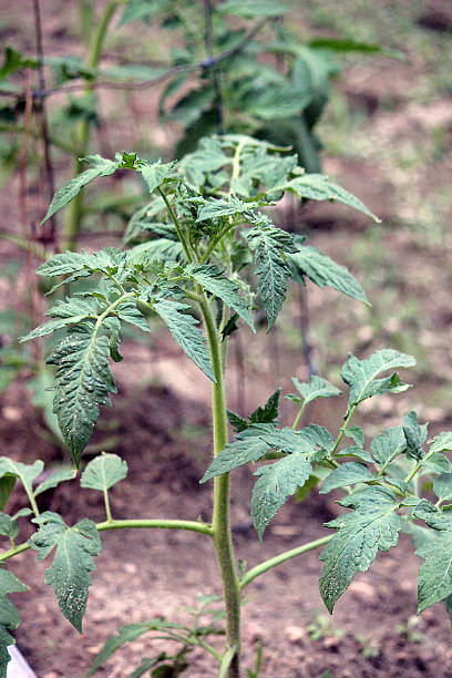 istock Tomato Plant in Vegetable Garden 477091234