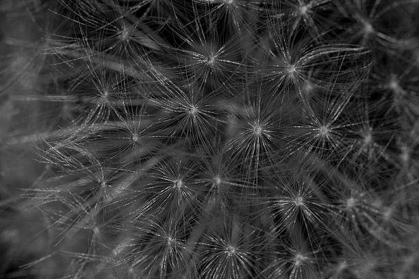 macro de diente de león - dandelion uncertainty flower single flower fotografías e imágenes de stock