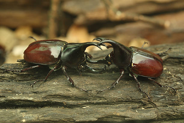 escarabajo en madera - rhinoceros beetles fotografías e imágenes de stock