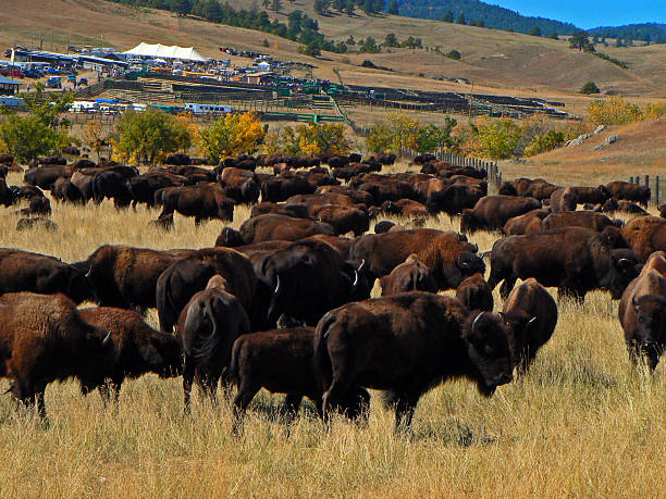 Custer State Park Annual Buffalo Bison Roundup Custer State Park Annual Buffalo Bison Roundup in the Black Hills of South Dakota USA custer state park stock pictures, royalty-free photos & images