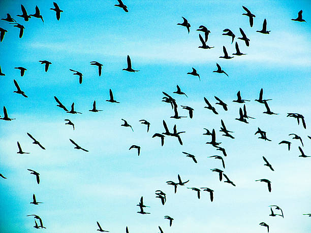 istock large flock of birds migrating 477092124