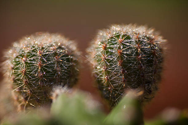 istock close up catus with dew 477092442