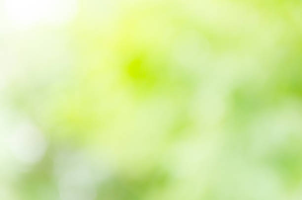 istock Beautiful bokeh green background from the nature 477092780