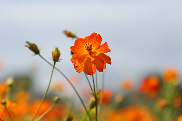 istock beautiful orange cosmos flower 477092854