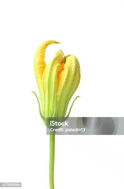 Pumpkin Flower Stock Photo - Download Image Now - 2015, Blossom, Bud