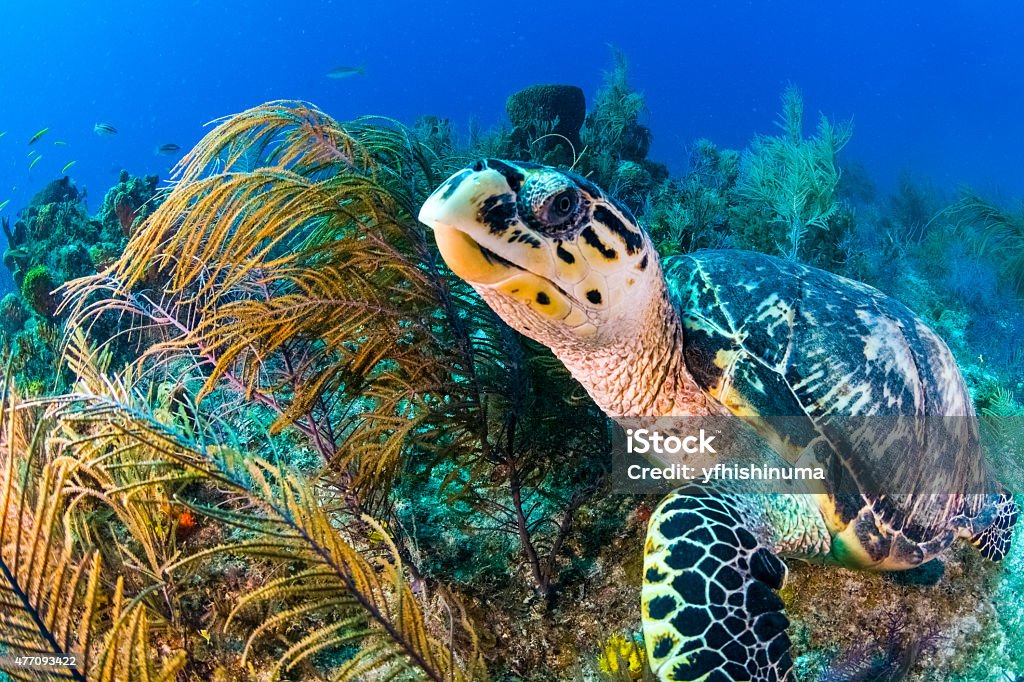 Turtle Turtle And Reef Bahamas Stock Photo