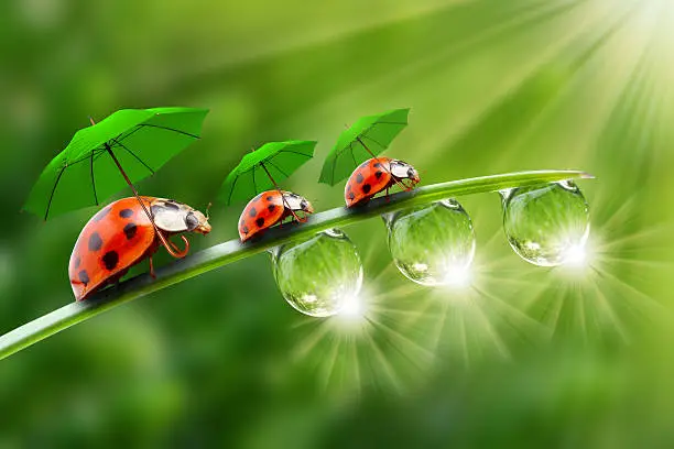 Photo of Funny ladybugs with umbrela walking on a dewy grass.