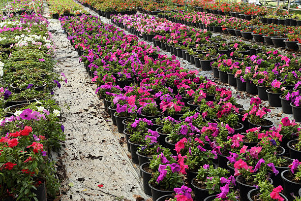 istock Flower farm nursery 477095852