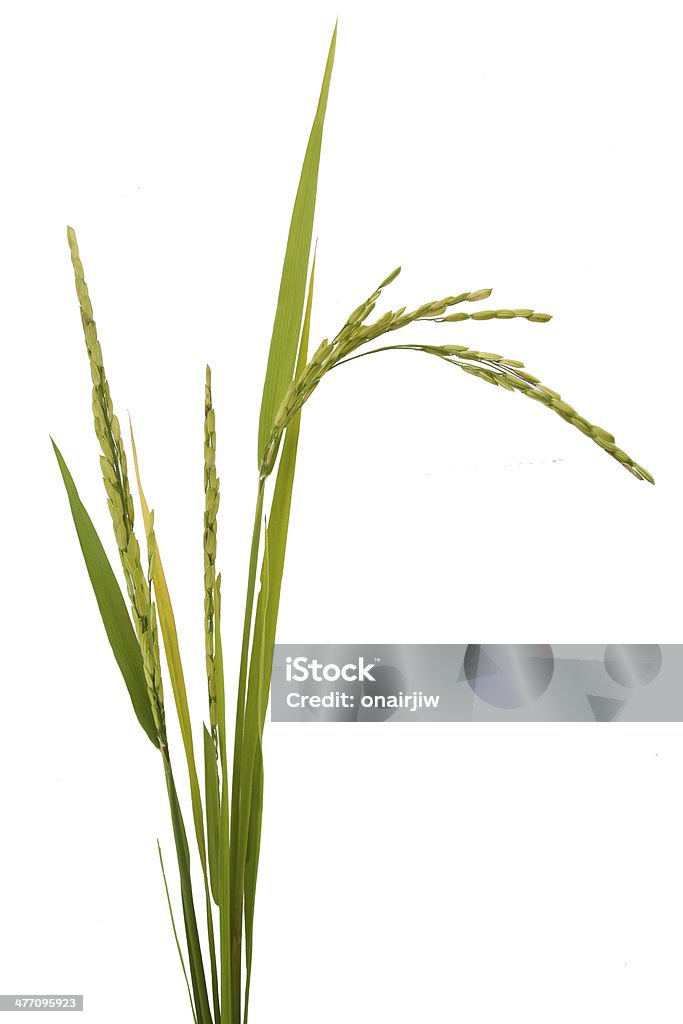 Rice Withe Background Rice Isolated On White Background Stock Photo - Download Image Now ...